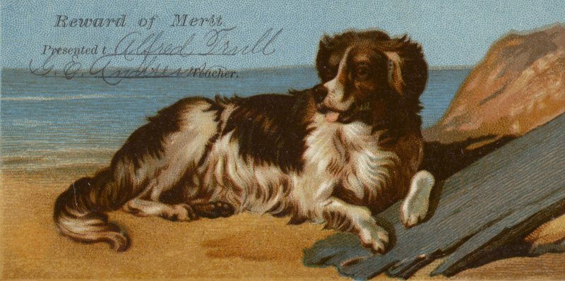 Pies rasy Border Collie na plaży autorstwa American School