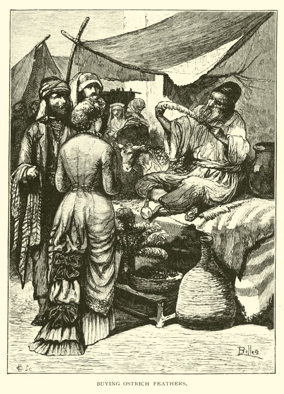 Kupowanie strusich piór autorstwa American School