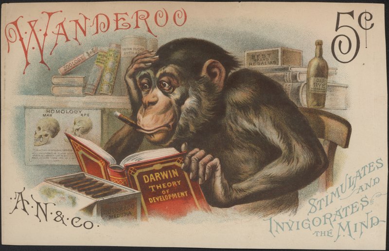 Karol Darwin, Teoria rozwoju (tj. Ewolucja) autorstwa American School