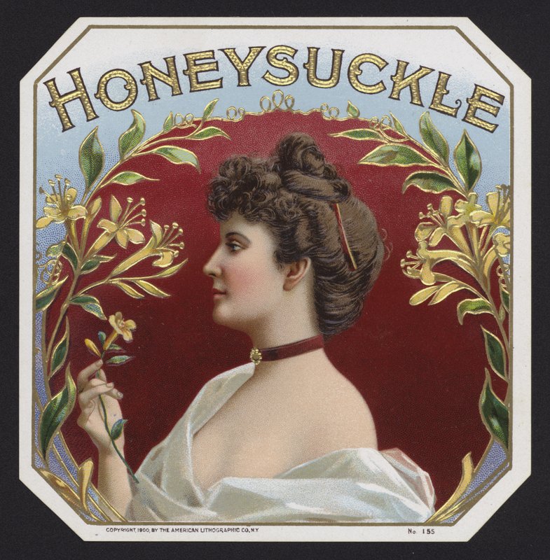 Wiciokrzew (chromolitho) autorstwa American School