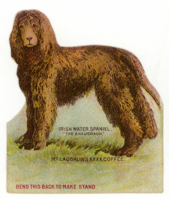 Irlandzki spaniel wodny autorstwa American School