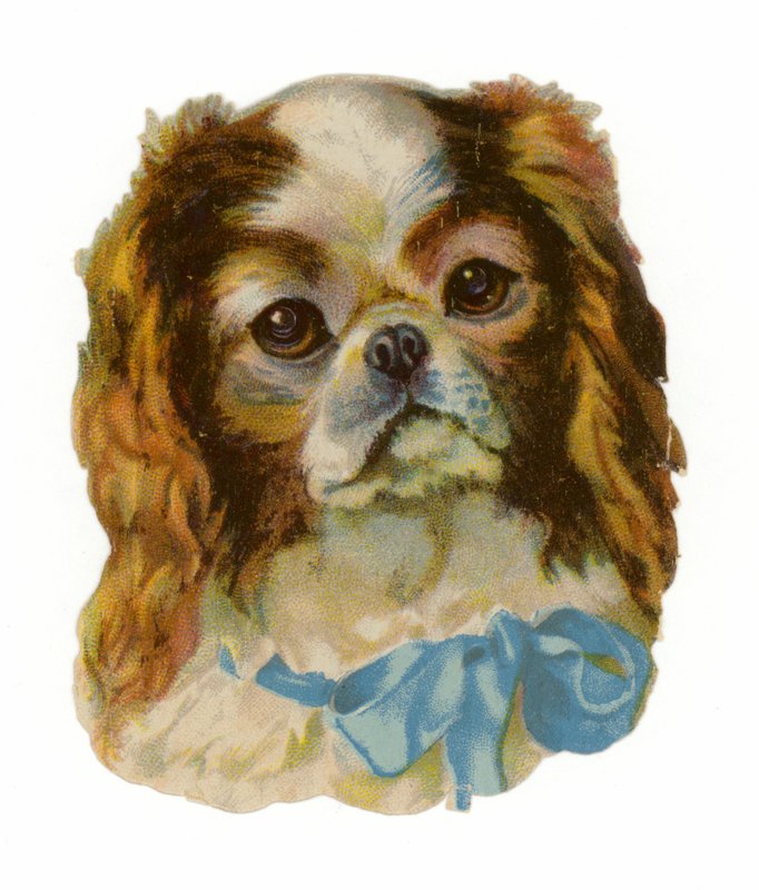 King Charles Cavalier Spaniel autorstwa American School