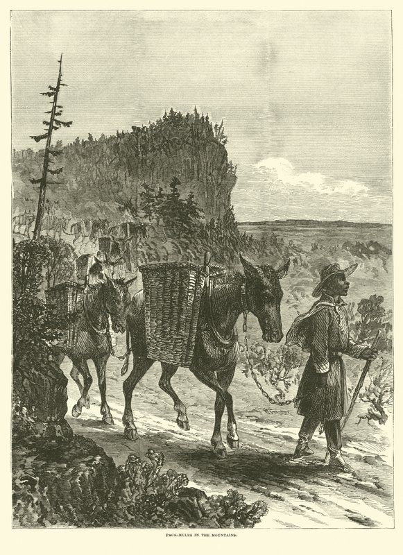 juczne muły w górach, luty 1863 autorstwa American School