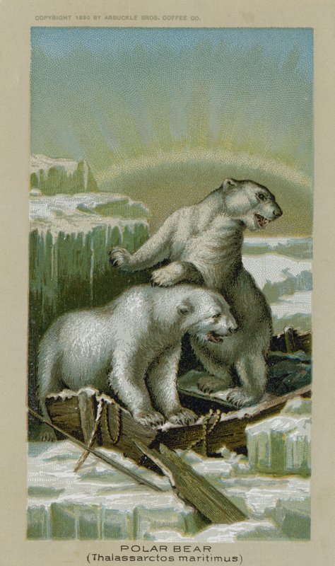 Niedźwiedź polarny, Thalassarctos maritimus (chromolit) autorstwa American School