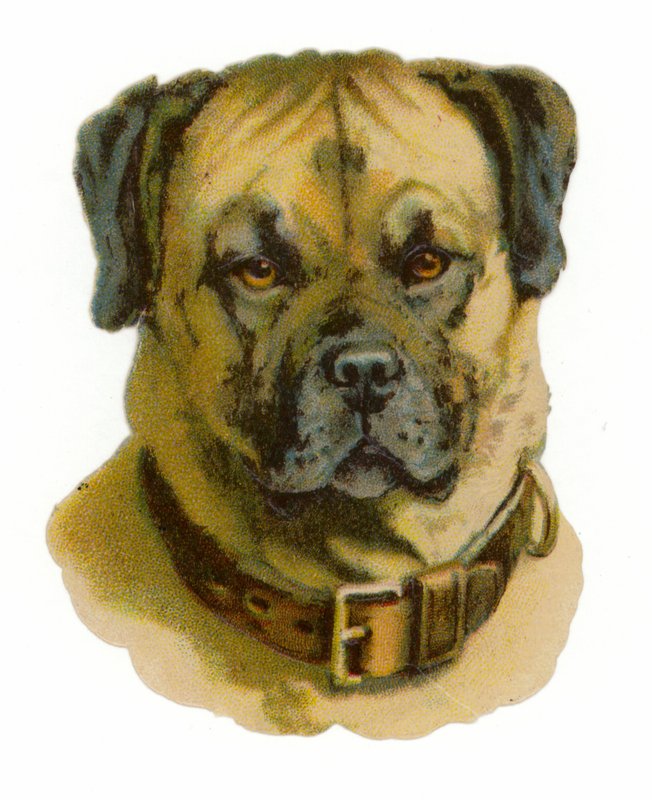 Głowa psa Rottweilera autorstwa American School