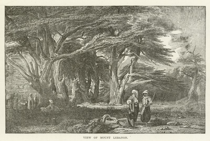 Widok na górę Liban autorstwa American School