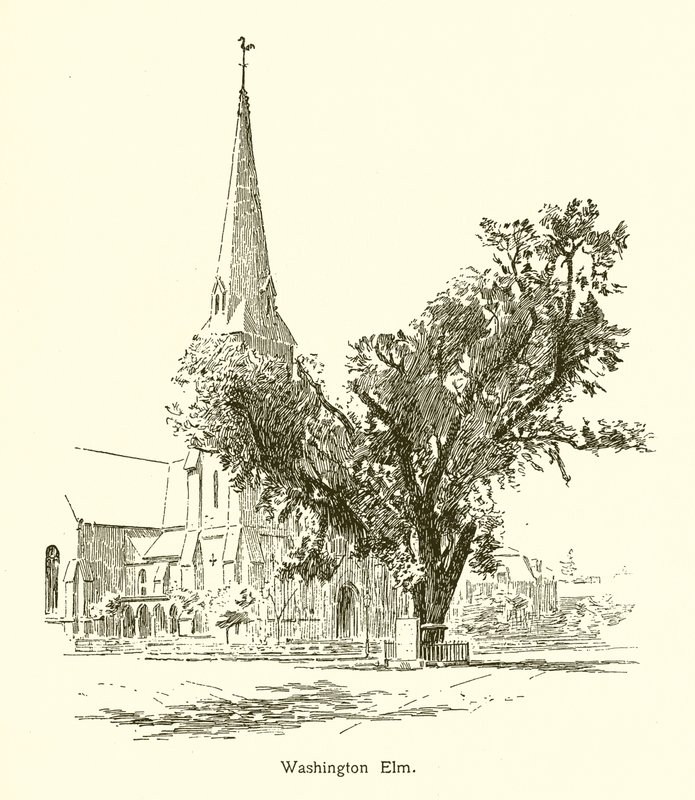 Wiąz Waszyngtona, Cambridge autorstwa American School