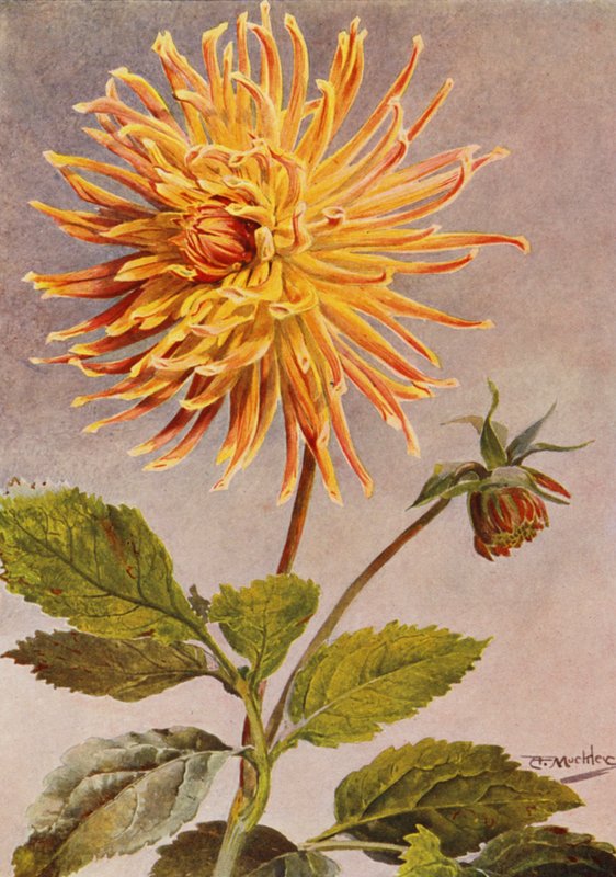 Cactus Dahlia Mrs H L Brousson, kolor płowy z domieszką szkarłatnego karmazynu (litografia barwna) autorstwa Angelo Fairfax Muckley