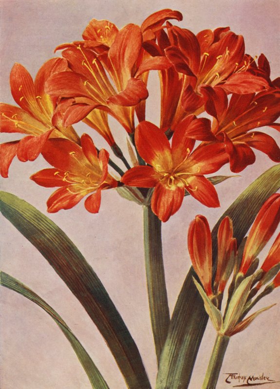 Clivia Miniata, od dawna znana jako Imantophyllum Miniatum (kolor lito) autorstwa Angelo Fairfax Muckley