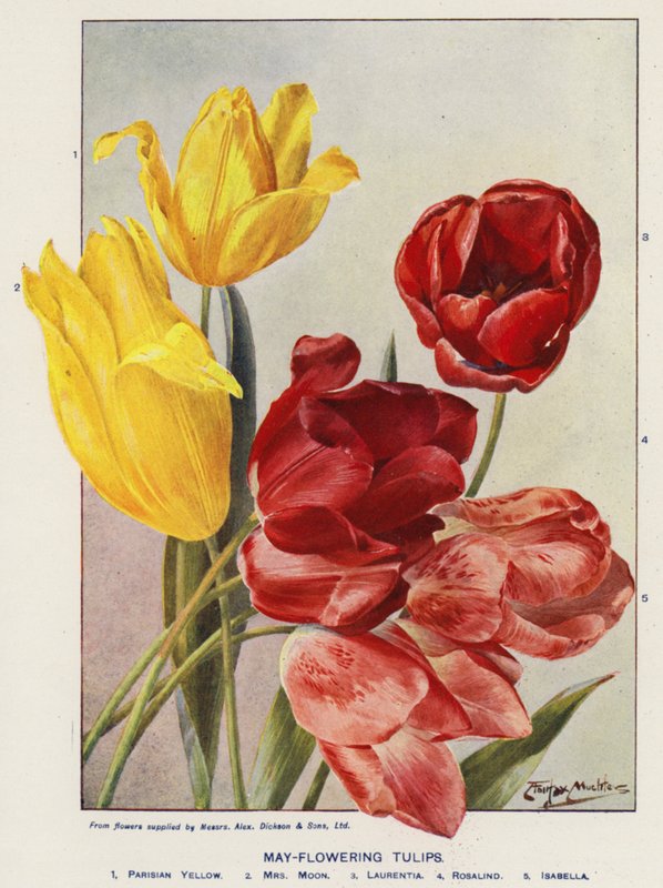 Tulipany kwitnące w maju (kolorowa litografia) autorstwa Angelo Fairfax Muckley