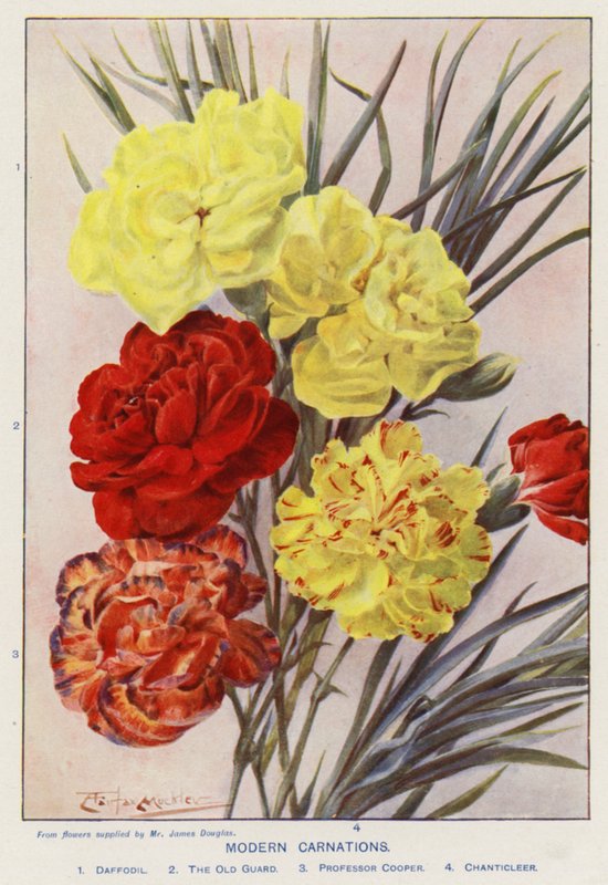 Nowoczesne goździki (kolorowa litografia) autorstwa Angelo Fairfax Muckley