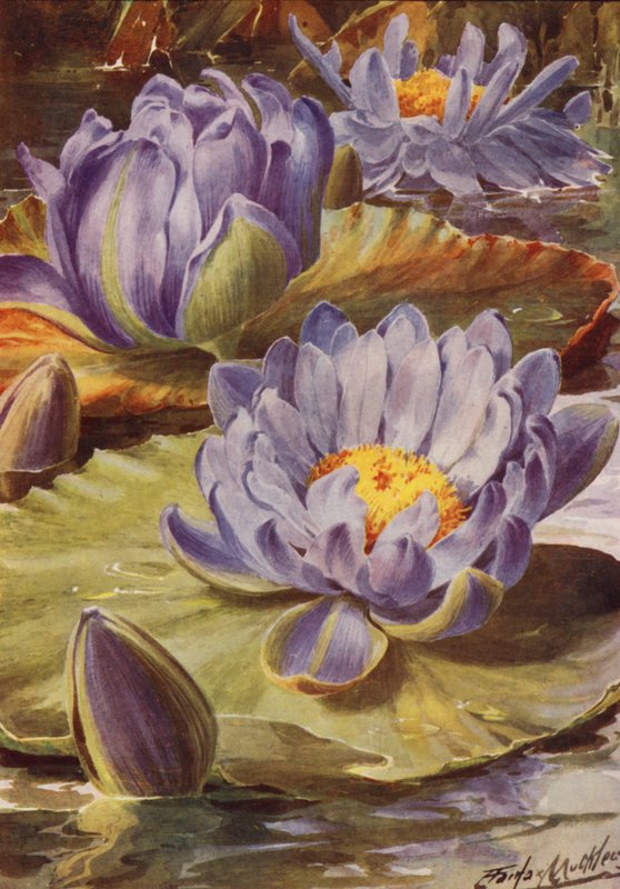 Nymphea Gigantea Hudsonii, Wspaniała niebieska lilia wodna (kolorowa litografia) autorstwa Angelo Fairfax Muckley