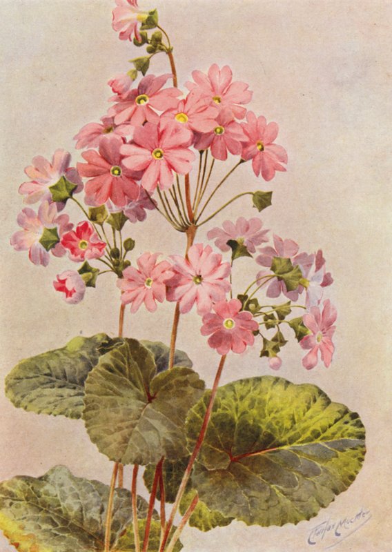 Primula Obconica (kolorowa litografia) autorstwa Angelo Fairfax Muckley
