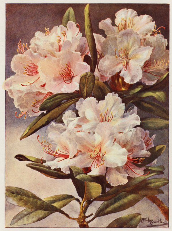 Rododendron Rosa Mundi (litografia kolorowa) autorstwa Angelo Fairfax Muckley