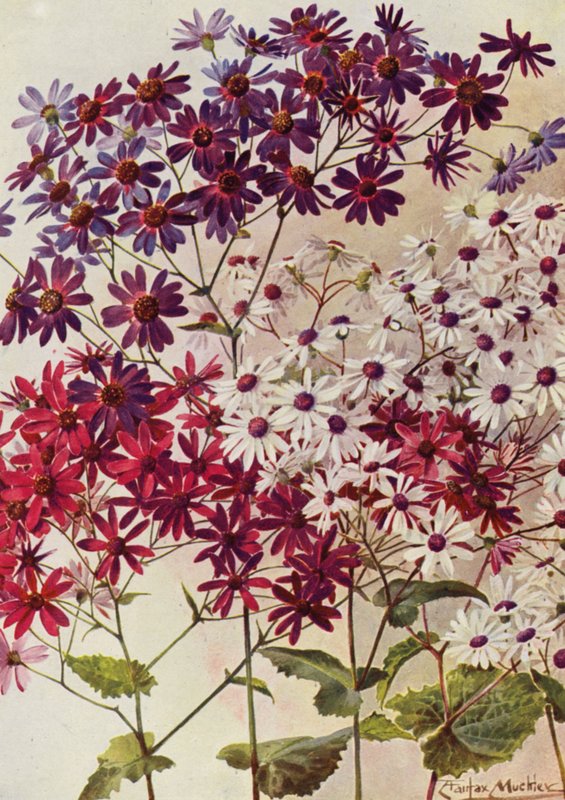 Star Cinerarias (kolorowa litografia) autorstwa Angelo Fairfax Muckley