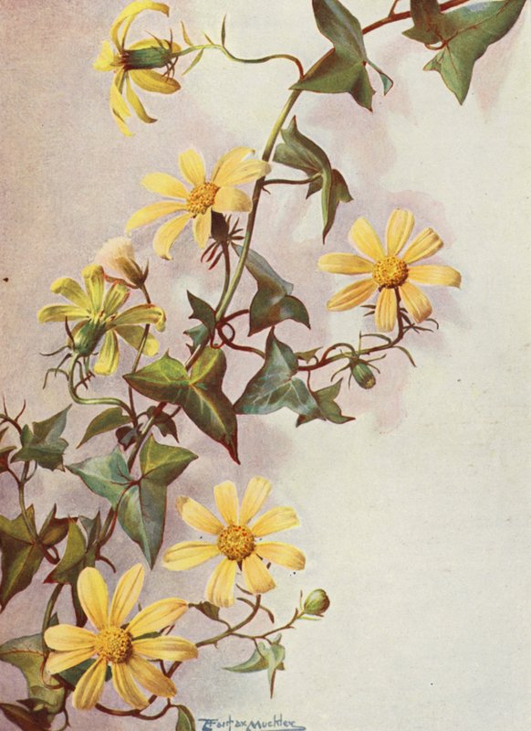 Żółty bluszcz przylądkowy, Senecio Macroglossus (kolorowa litografia) autorstwa Angelo Fairfax Muckley