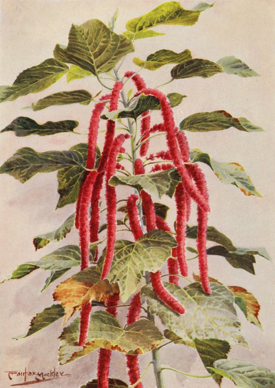 Piękny czerwonoogoniasty Acalypha Hispida, Sanderiana (kolorowa litografia) autorstwa Angelo Fairfax Muckley