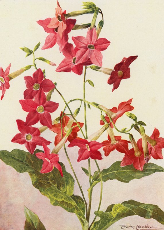 Piękna roślina tytoniu Nicotiana Sanderae (kolorowa litografia) autorstwa Angelo Fairfax Muckley