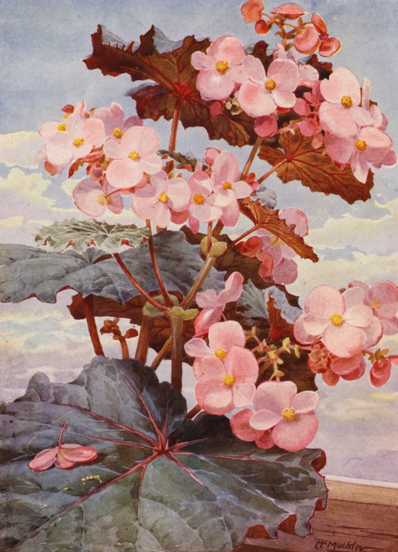 Przystojna Begonia Gloire de Sceaux o ciemnych liściach (kolorowa litografia) autorstwa Angelo Fairfax Muckley