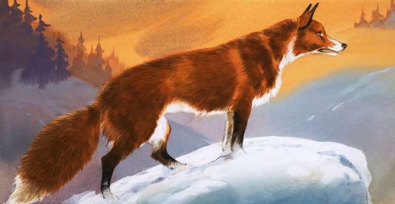 Lis w śniegu autorstwa Angus McBride
