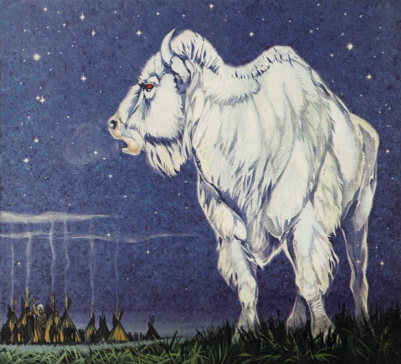 Biały Bawół (kolorowa litografia) autorstwa Angus McBride