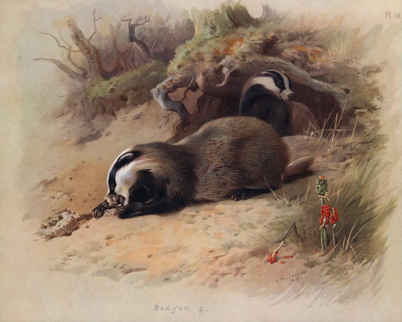 Borsuk autorstwa Archibald Thorburn