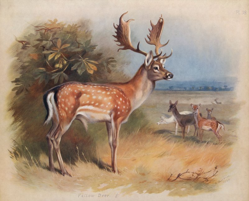 Jeleń daniel autorstwa Archibald Thorburn