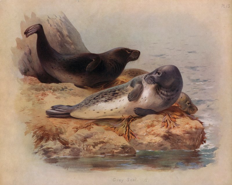 Szara Foka autorstwa Archibald Thorburn