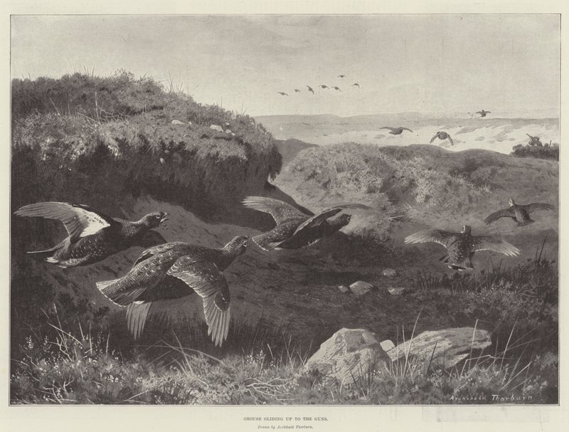 Głuszec szybujący do broni autorstwa Archibald Thorburn