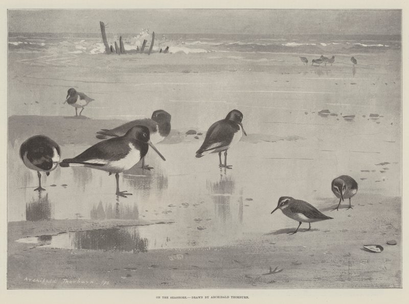 Na brzegu morza autorstwa Archibald Thorburn