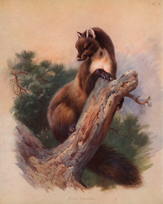 Pine Marten poli autorstwa Archibald Thorburn