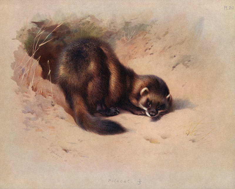 Tchórz autorstwa Archibald Thorburn