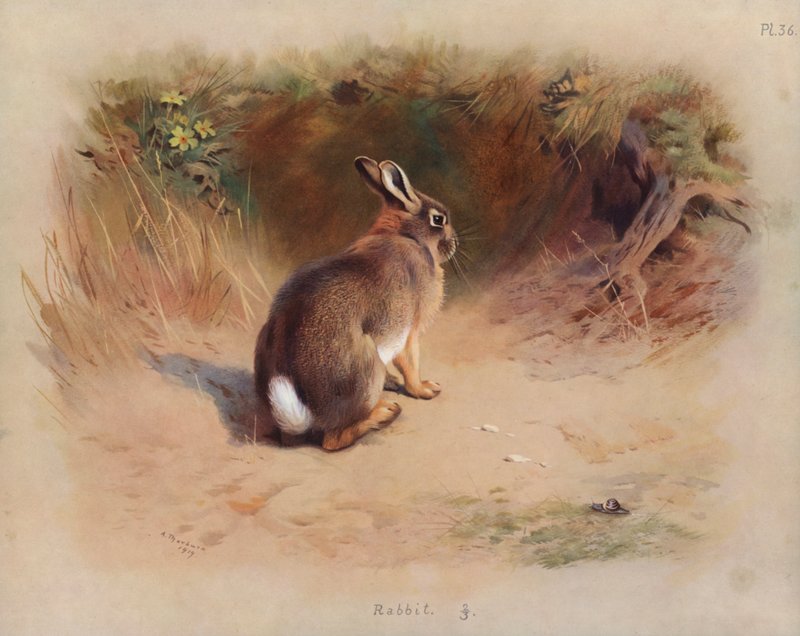 د خرگوش پولی autorstwa Archibald Thorburn
