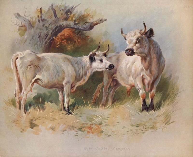 Dzikie Bydło, Cadzów autorstwa Archibald Thorburn