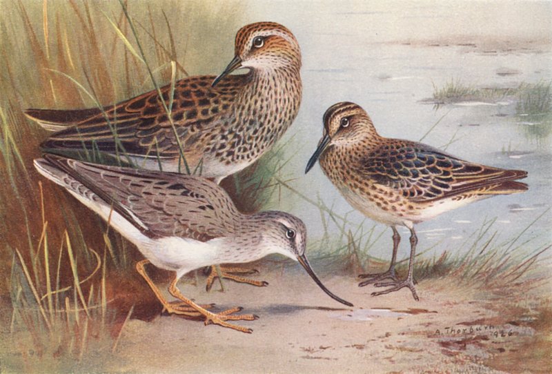 American Pectoral Sandpiper, Broad-Billed Sandpiper, Terek Sandpiper (kolorowa litografia) autorstwa Archibald Thorburn