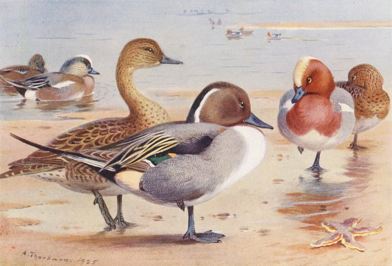 Gołąb amerykański (samiec i samica), szczygieł (samiec i samica), gołąb (samiec i samica) (litografia barwna) autorstwa Archibald Thorburn