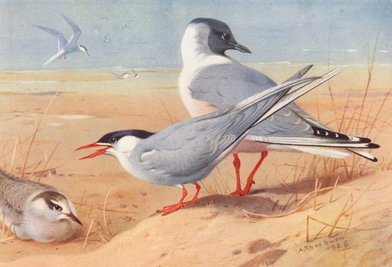 Rybitwa popielata (dorosła i młoda), mewa Bonapartego (kolorowa litografia) autorstwa Archibald Thorburn