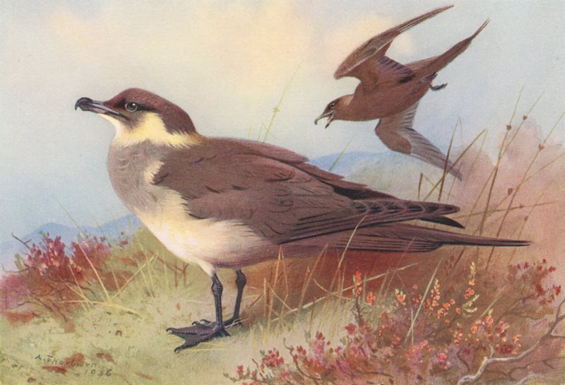 Skua arktyczna lub Richardsona (kolorowa litografia) autorstwa Archibald Thorburn