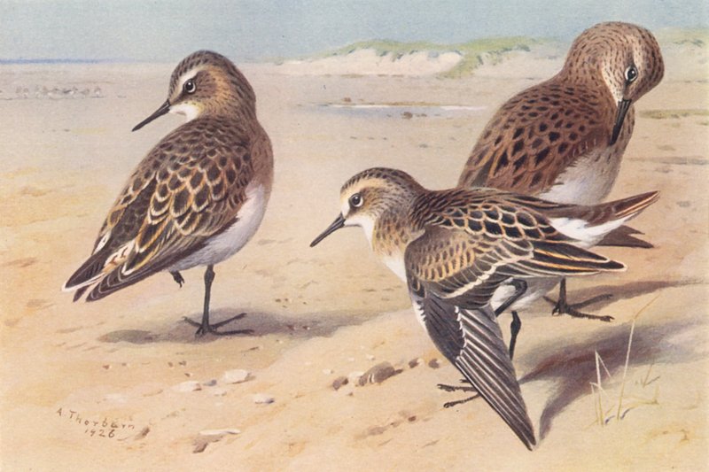 Baird