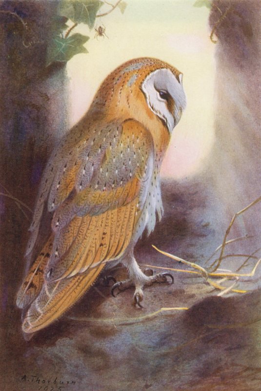 Barn-Owl (kolorowa litografia) autorstwa Archibald Thorburn