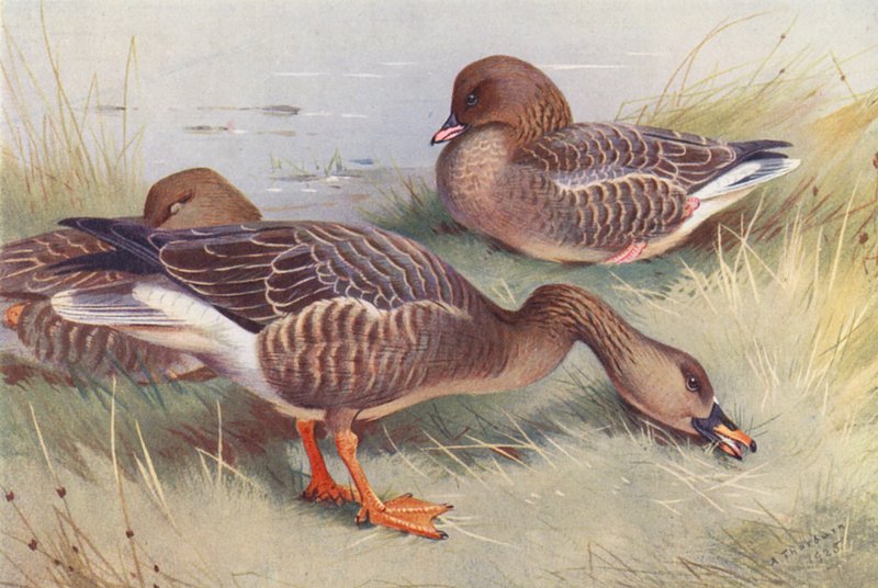 Gęś zbożowa, gęś różowonoga (kolorowa litografia) autorstwa Archibald Thorburn