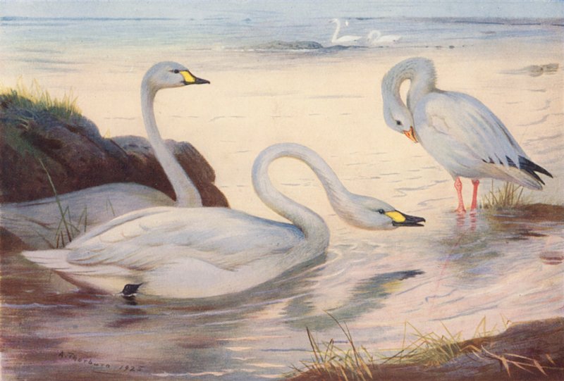 Łabędź Bewicka, gęś śnieżna (kolorowa litografia) autorstwa Archibald Thorburn