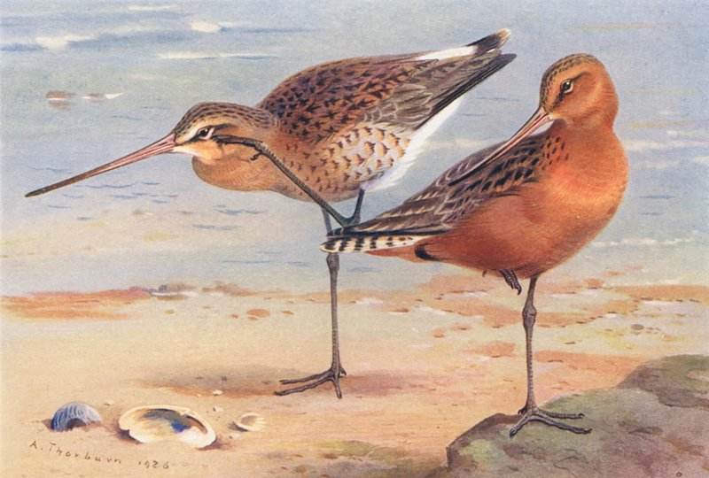 Rycyk (lato), rycyk (lato) (kolorowa litografia) autorstwa Archibald Thorburn