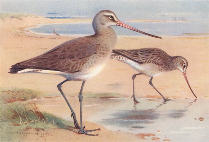 Rycyk (zimowy), rycyk (zimowy) (kolorowa litografia) autorstwa Archibald Thorburn