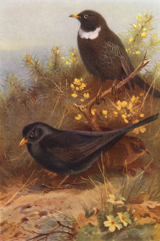 Czarny ptak (samiec i samica), Ring-Ouzel (kolorowa litografia) autorstwa Archibald Thorburn
