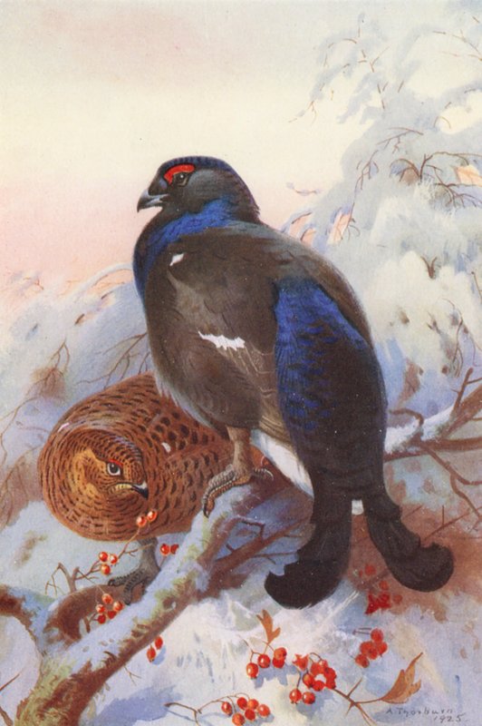 Cietrzew (samiec i samica) (kolorowa litografia) autorstwa Archibald Thorburn