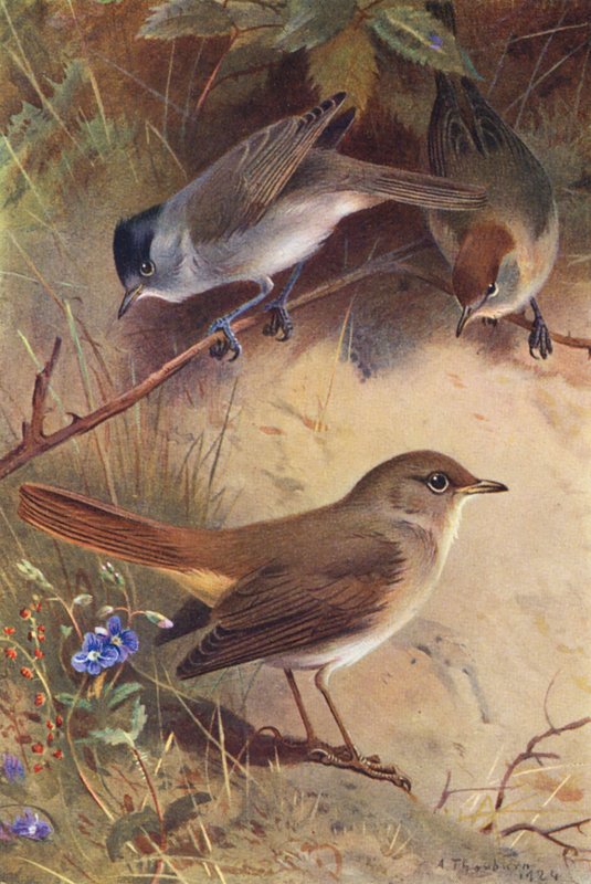 Blackcap (samiec i samica), słowik (kolorowa litografia) autorstwa Archibald Thorburn