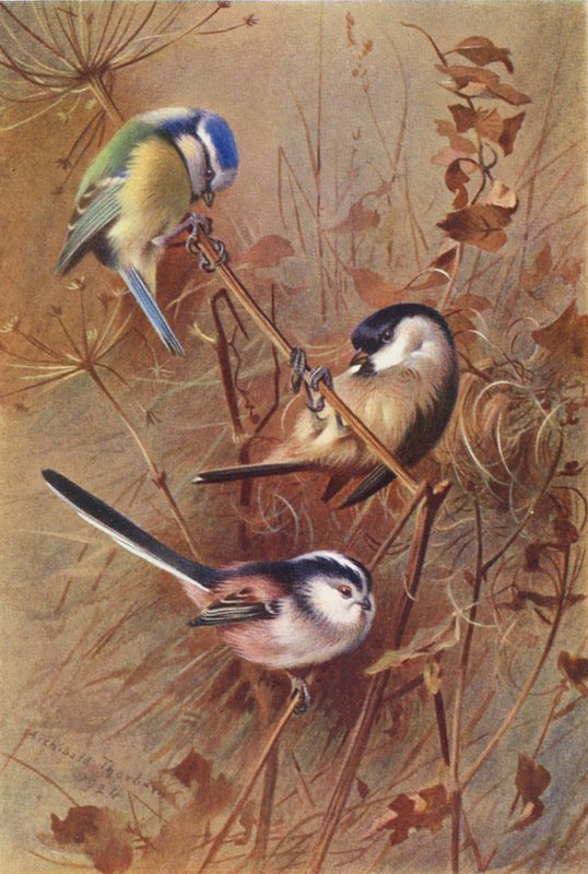 Sikorka modraszka, sikorka modraszka, sikorka modraszka (kolorowa litografia) autorstwa Archibald Thorburn