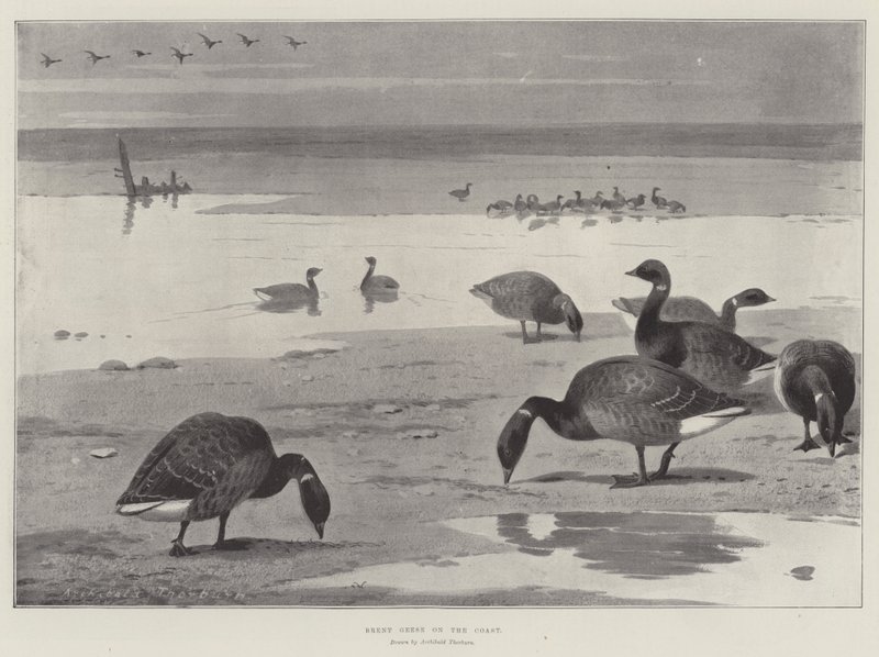 Gęsi Brent na Wybrzeżu autorstwa Archibald Thorburn