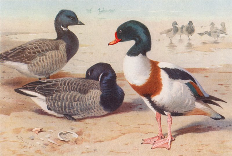 Gęś zbożowa, kaczka krzyżówka (kolorowa litografia) autorstwa Archibald Thorburn